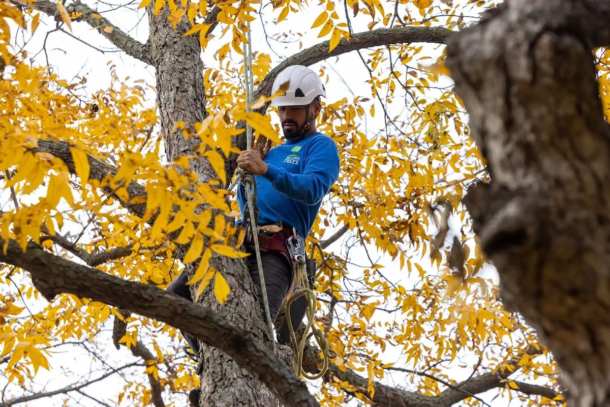 Skilled Tree Planting crew working in Gurnee